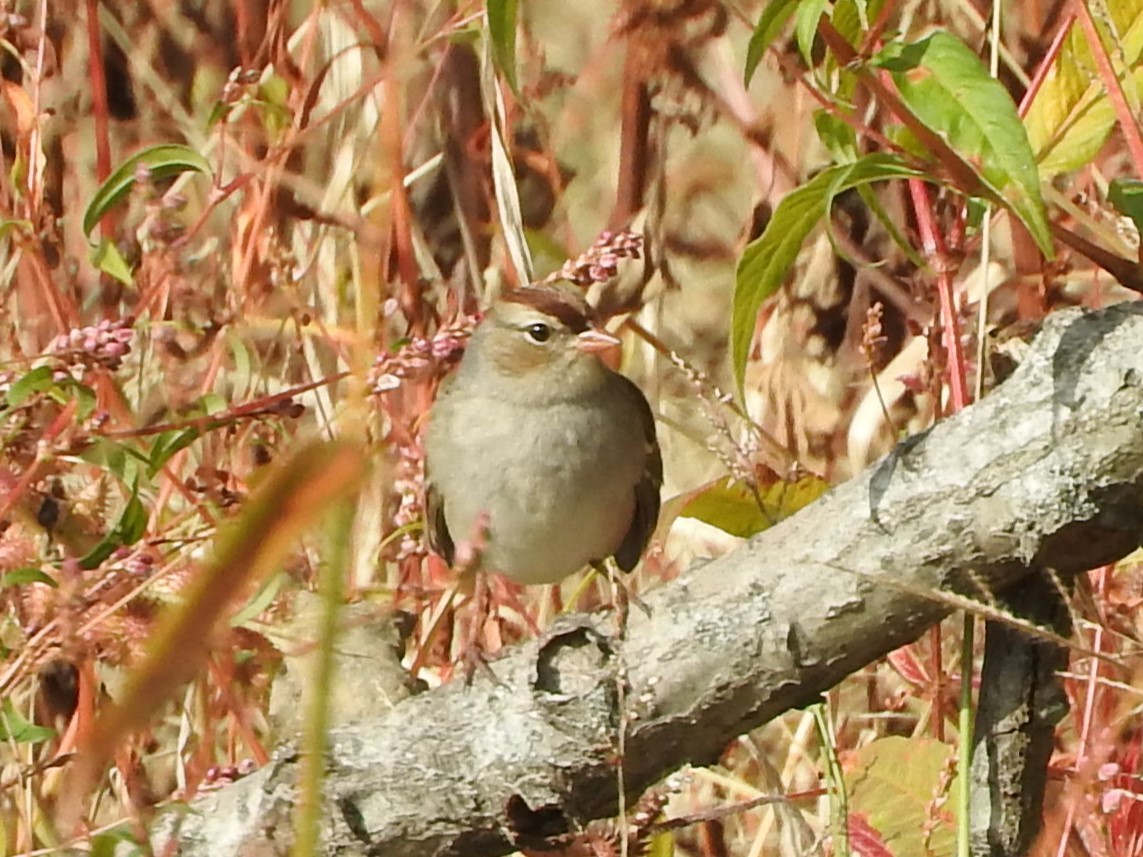 White-crowned Sparrow - ML644060732
