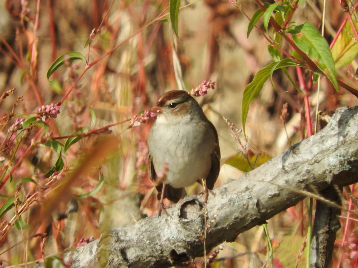 White-crowned Sparrow - ML644060733