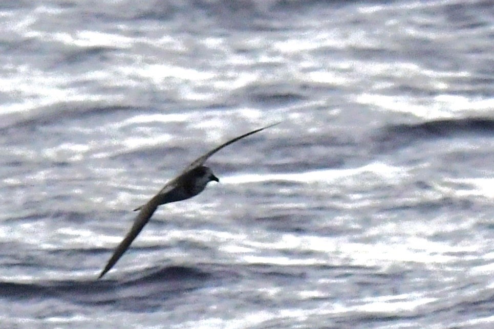 Bonin Petrel - ML644060739