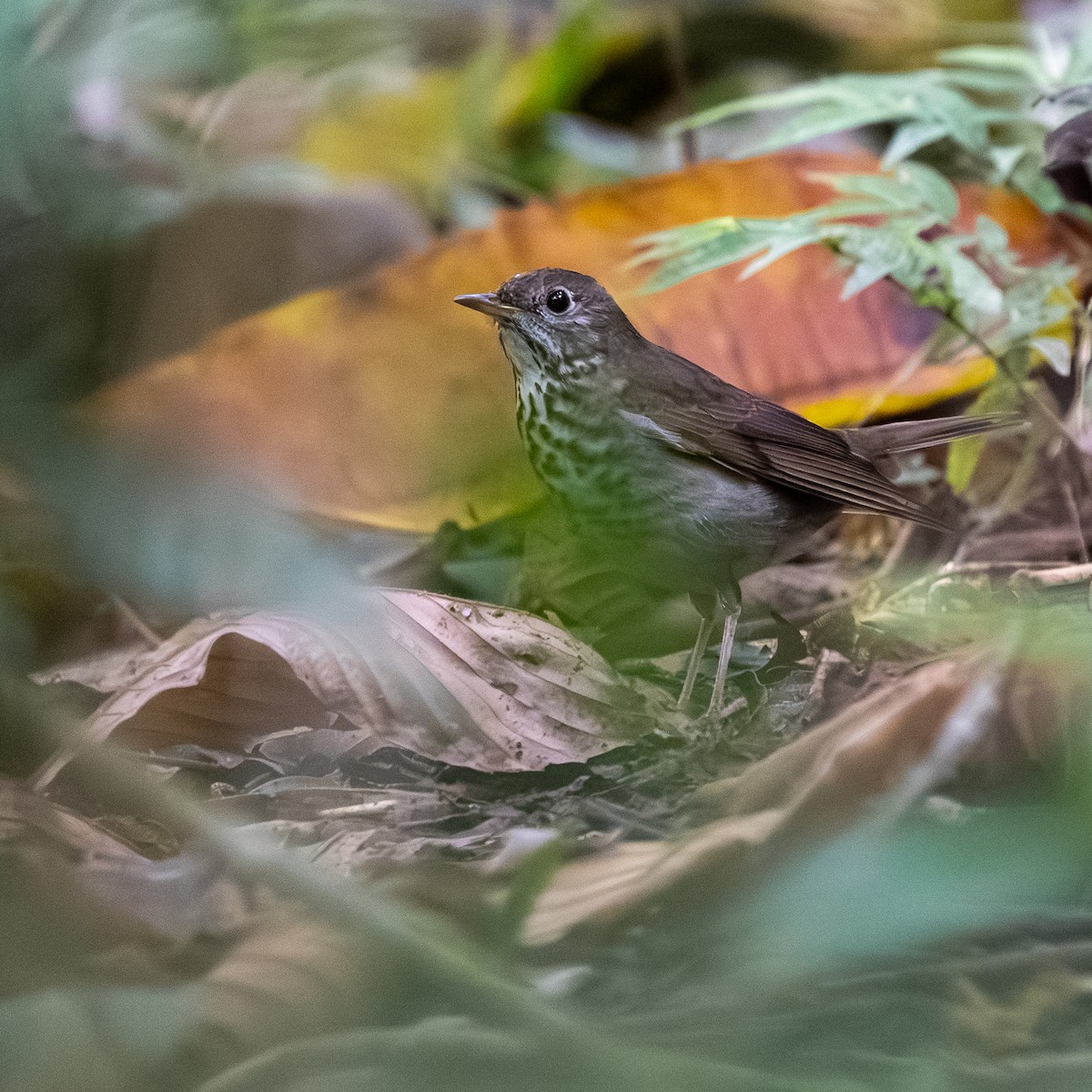 Gray-cheeked Thrush - ML644060743