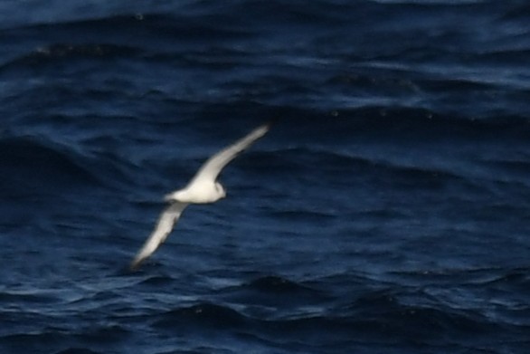 Pétrel à col blanc - ML644060750