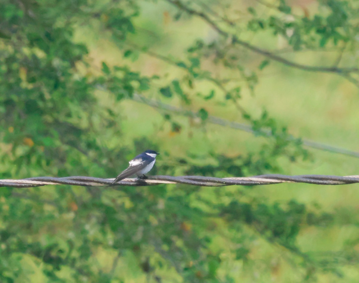 ハジロミドリツバメ - ML644060759