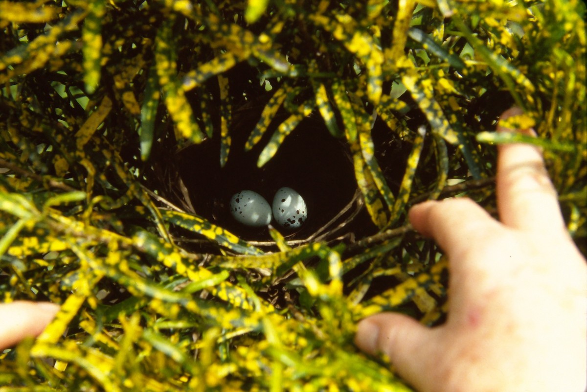 Pectoral Sparrow - ML644060760