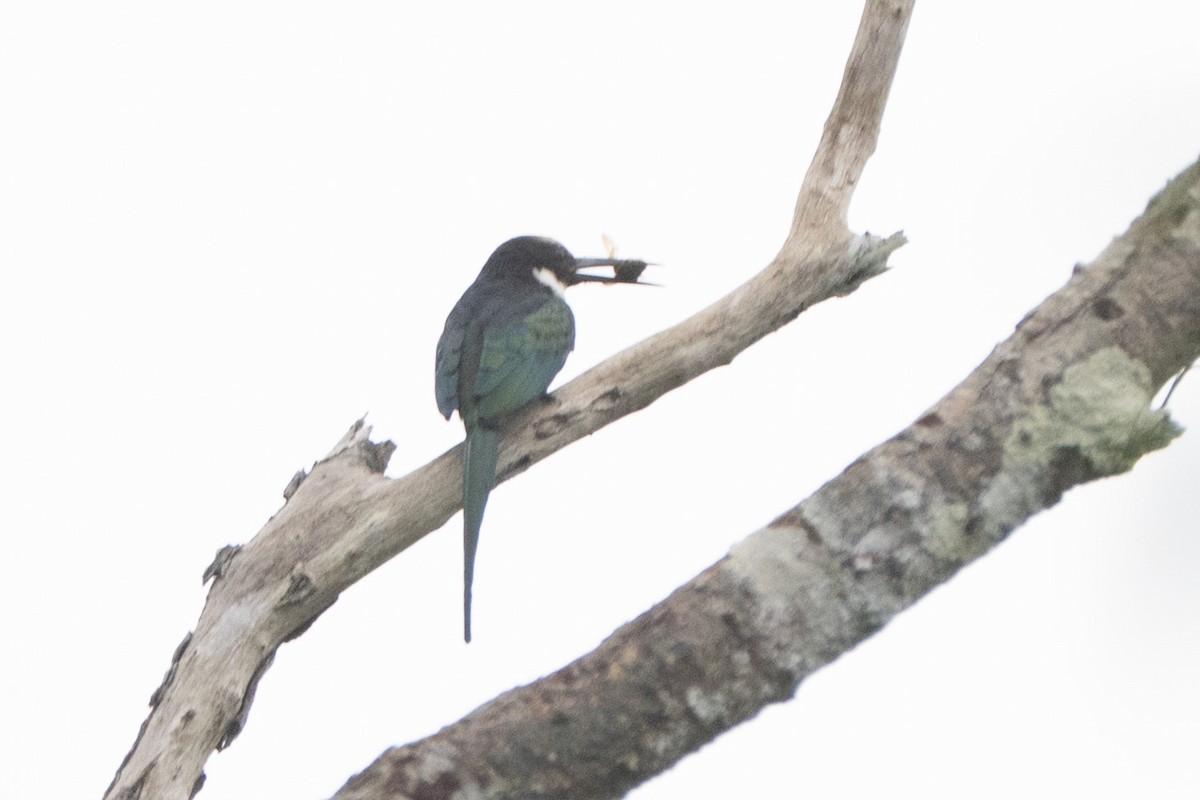 Paradise Jacamar - ML644060772