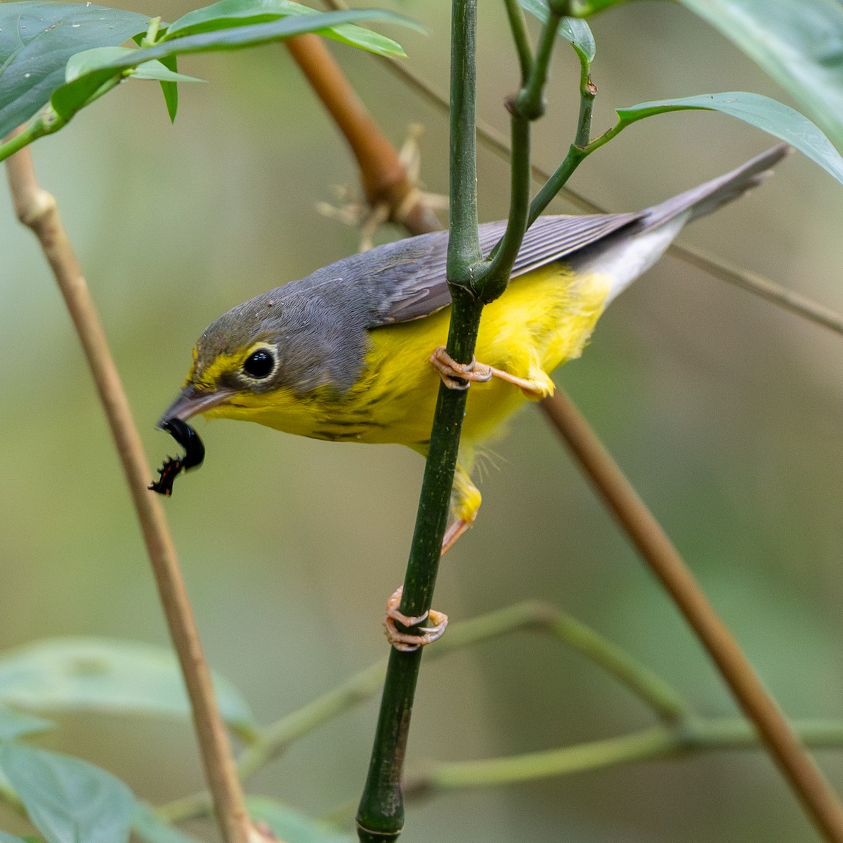 Canada Warbler - ML644060783