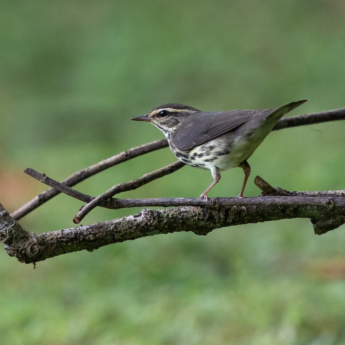 Northern Waterthrush - ML644060794