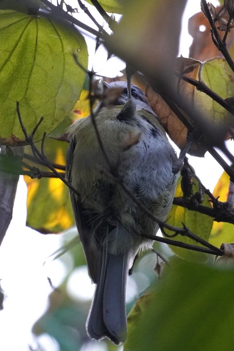 Eurasian Blue Tit - ML644060795
