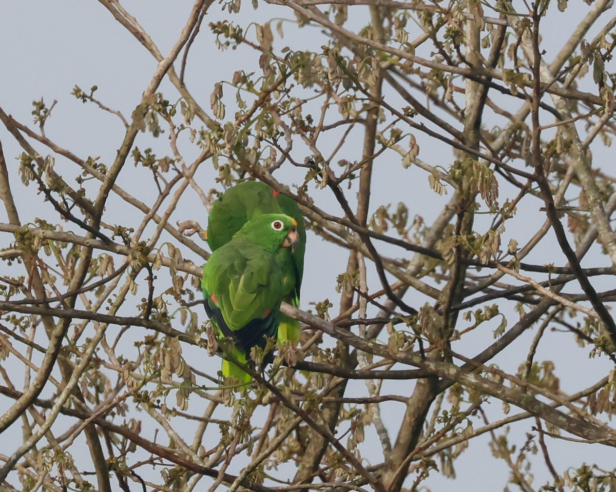 Yellow-crowned Amazon - ML644060797