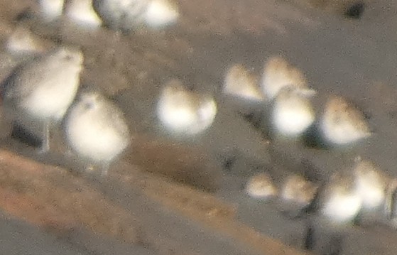 Correlimos sp. - ML644060798