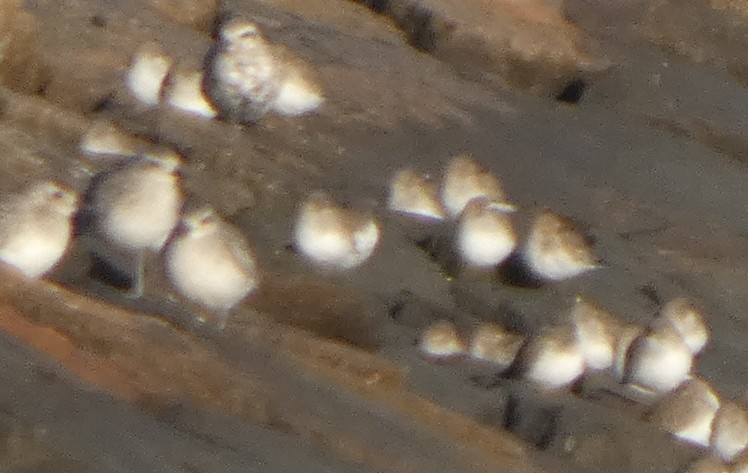 Correlimos sp. - ML644060807