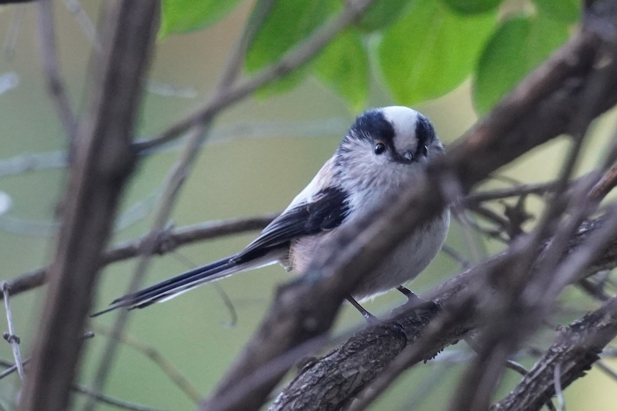 Long-tailed Tit - ML644060812