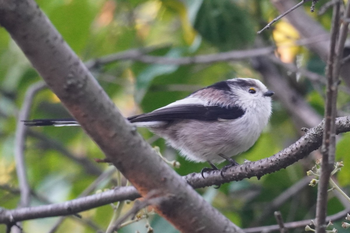 Long-tailed Tit - ML644060813