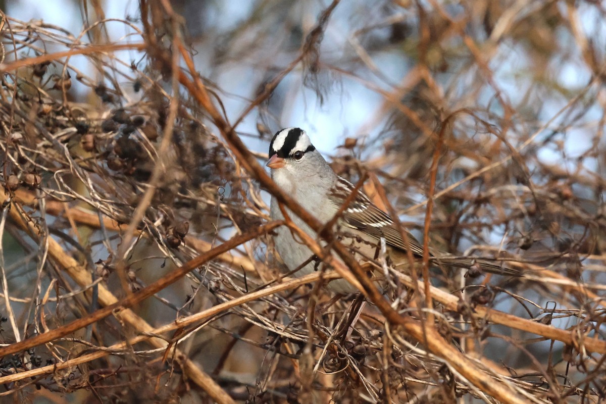 White-crowned Sparrow - ML644060816