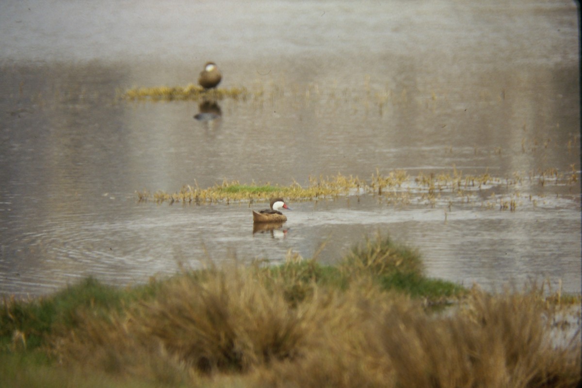 White-cheeked Pintail - ML644060817