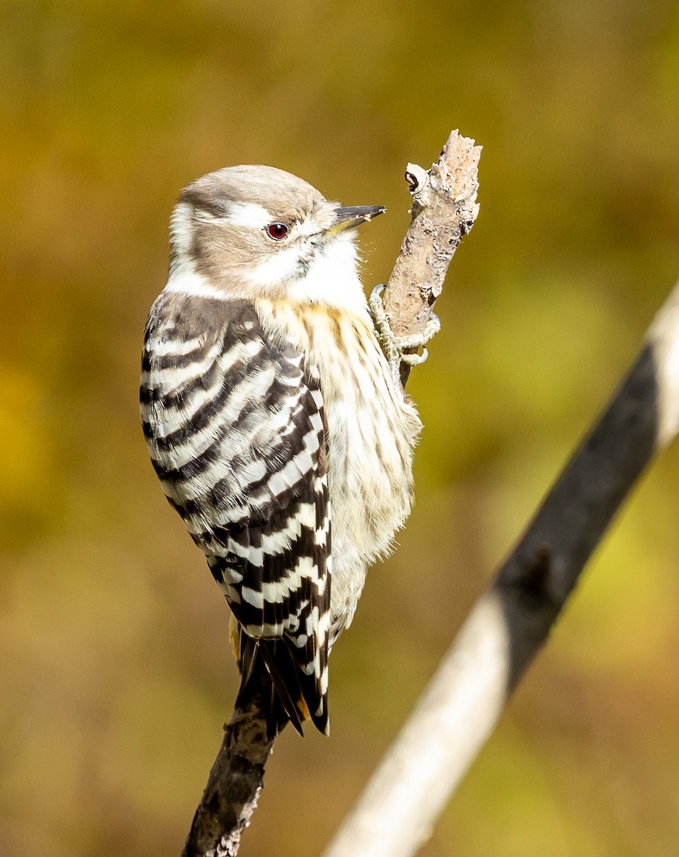 Japanese Pygmy Woodpecker - ML644060819