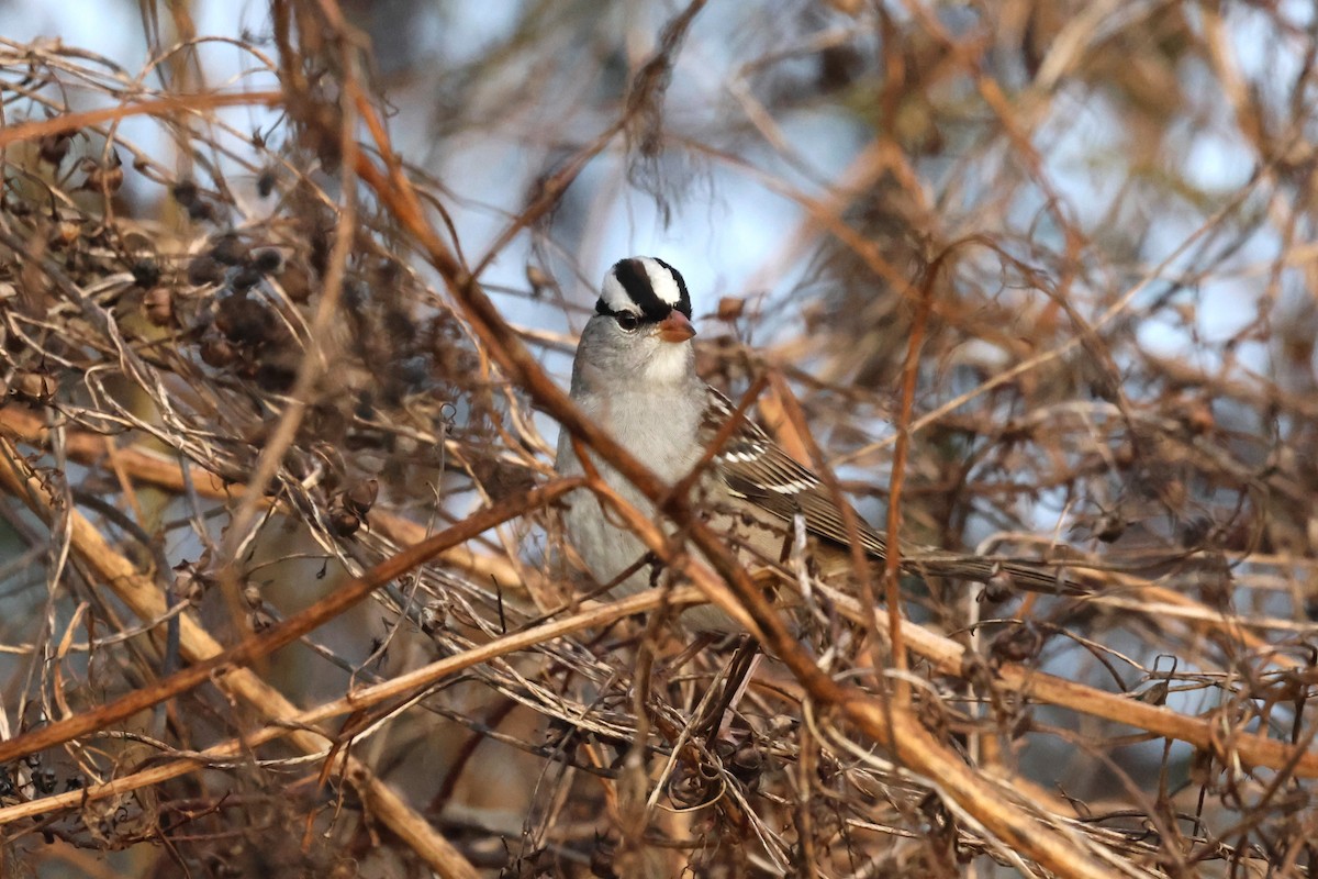 White-crowned Sparrow - ML644060821