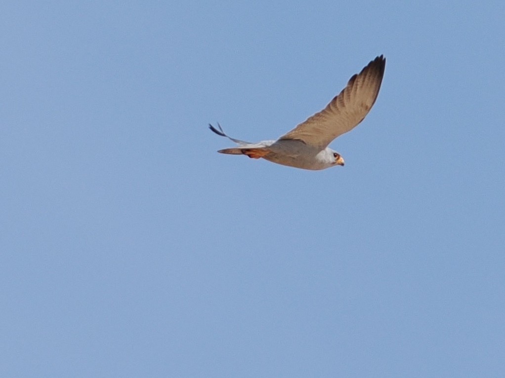 Gray Falcon - ML644060823