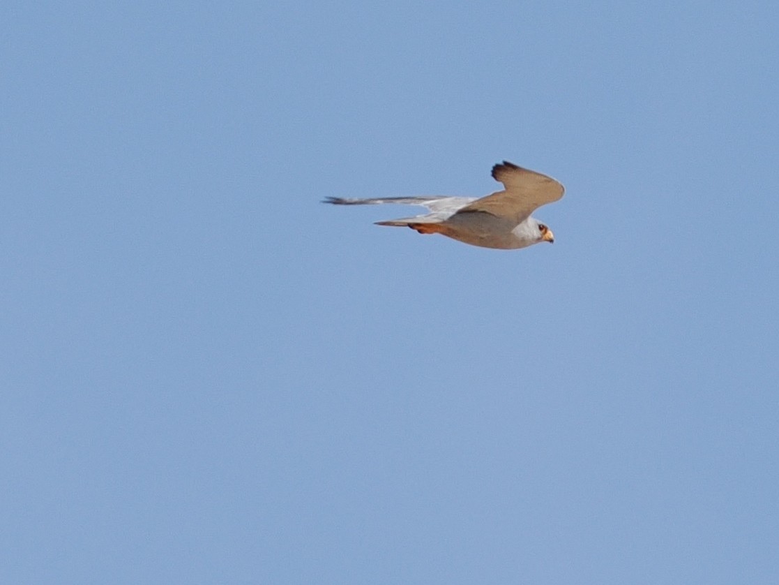 Gray Falcon - ML644060824