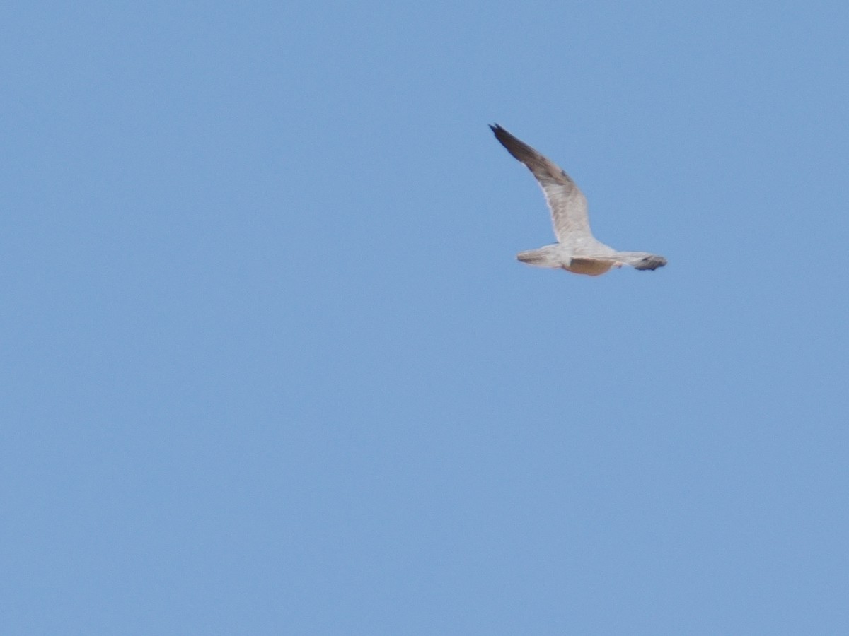 Gray Falcon - ML644060825