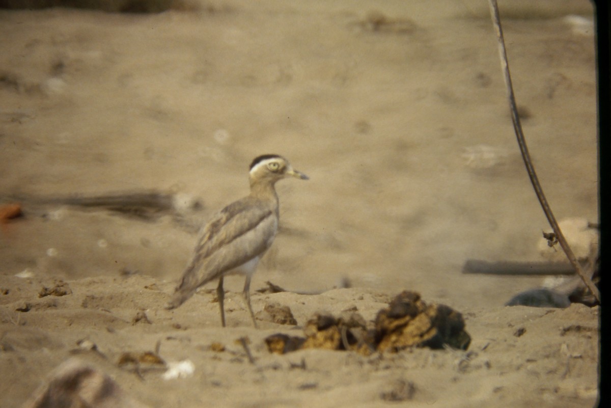 Peruvian Thick-knee - ML644060828