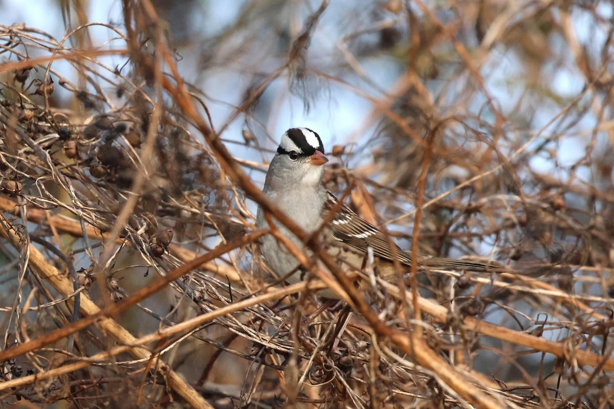 White-crowned Sparrow - ML644060829