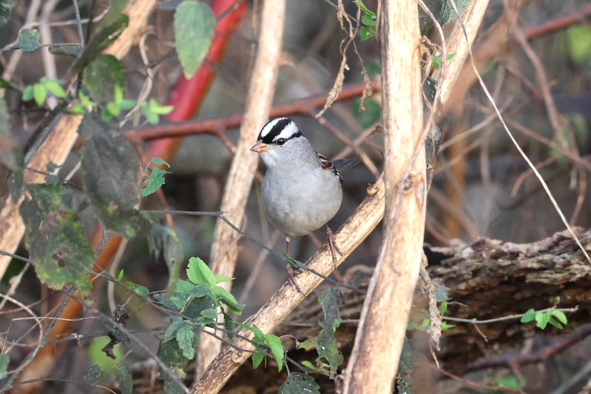 White-crowned Sparrow - ML644060843