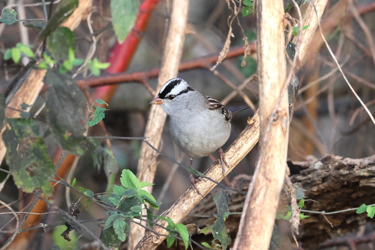 White-crowned Sparrow - ML644060855