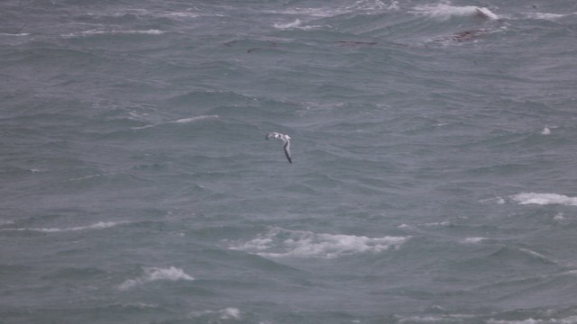 Mouette tridactyle - ML644060864