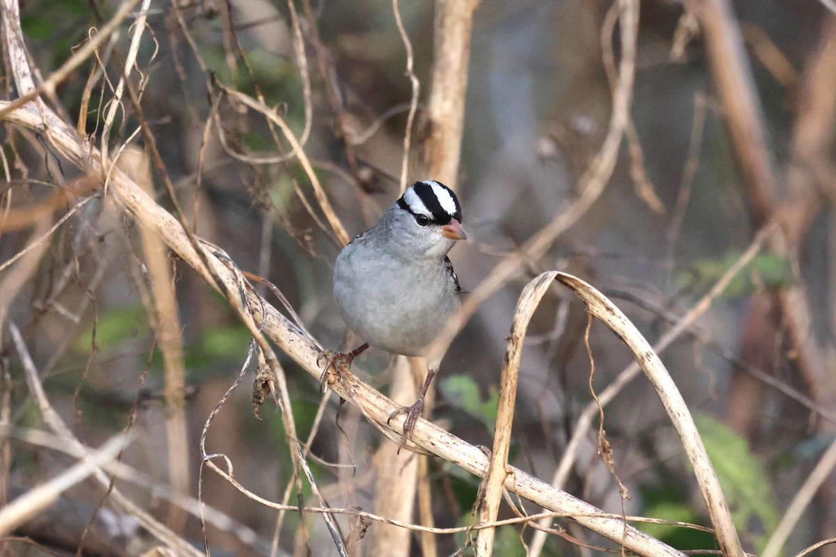 White-crowned Sparrow - ML644060866
