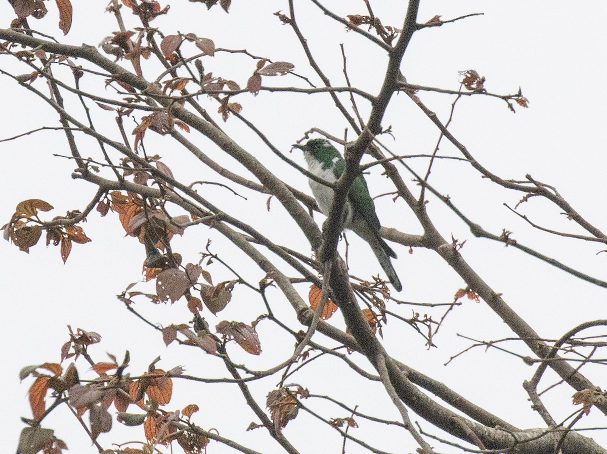 Klaas's Cuckoo - ML644060868