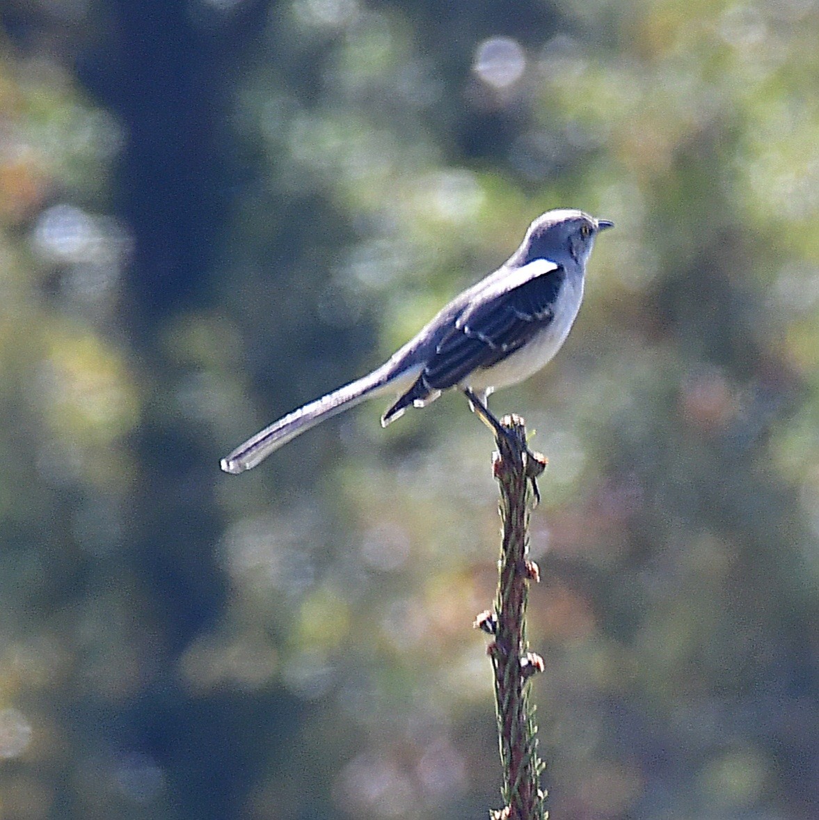 Kuzeyli Taklitçi - ML644060869