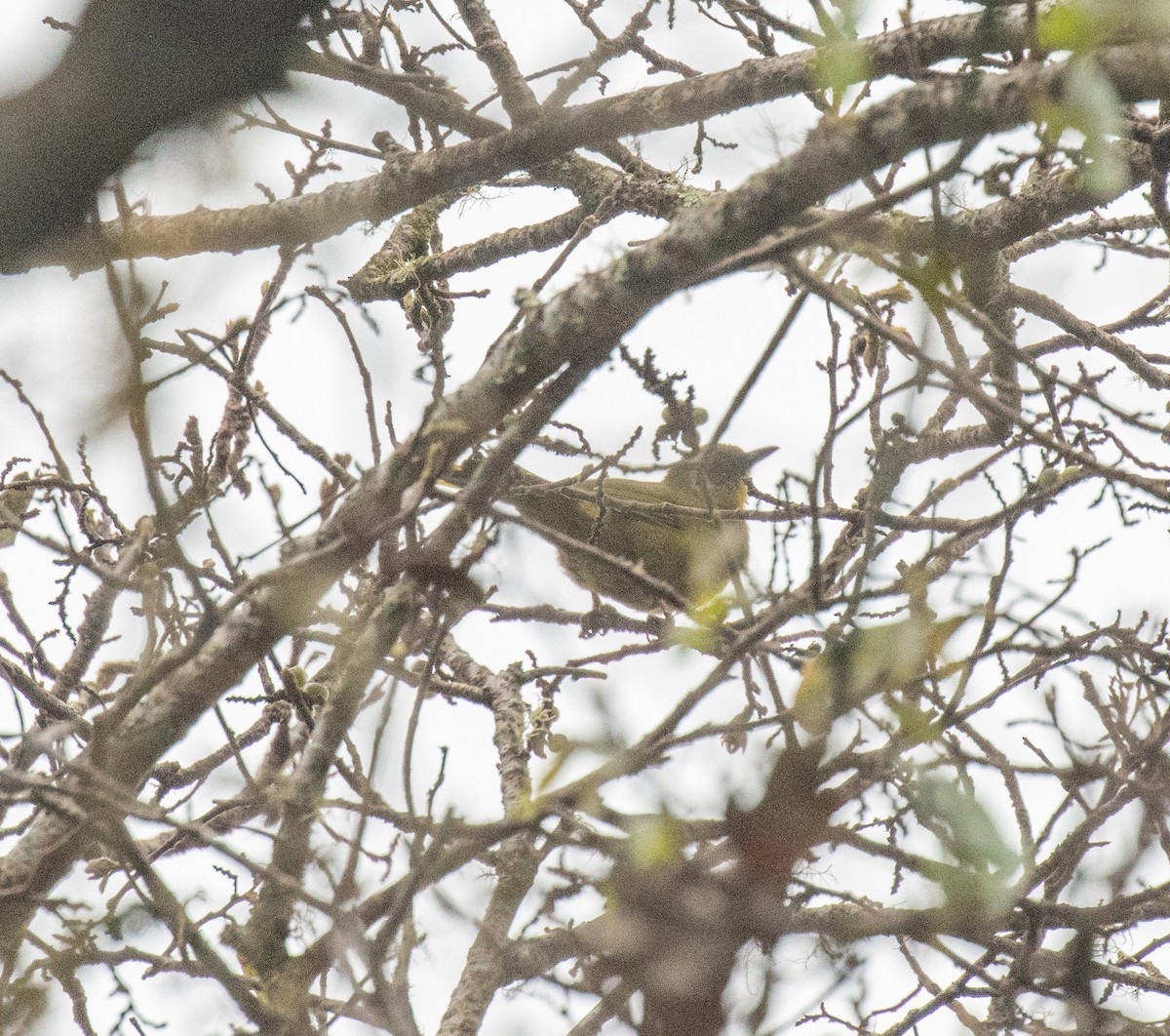 Olive-headed Greenbul - ML644060878