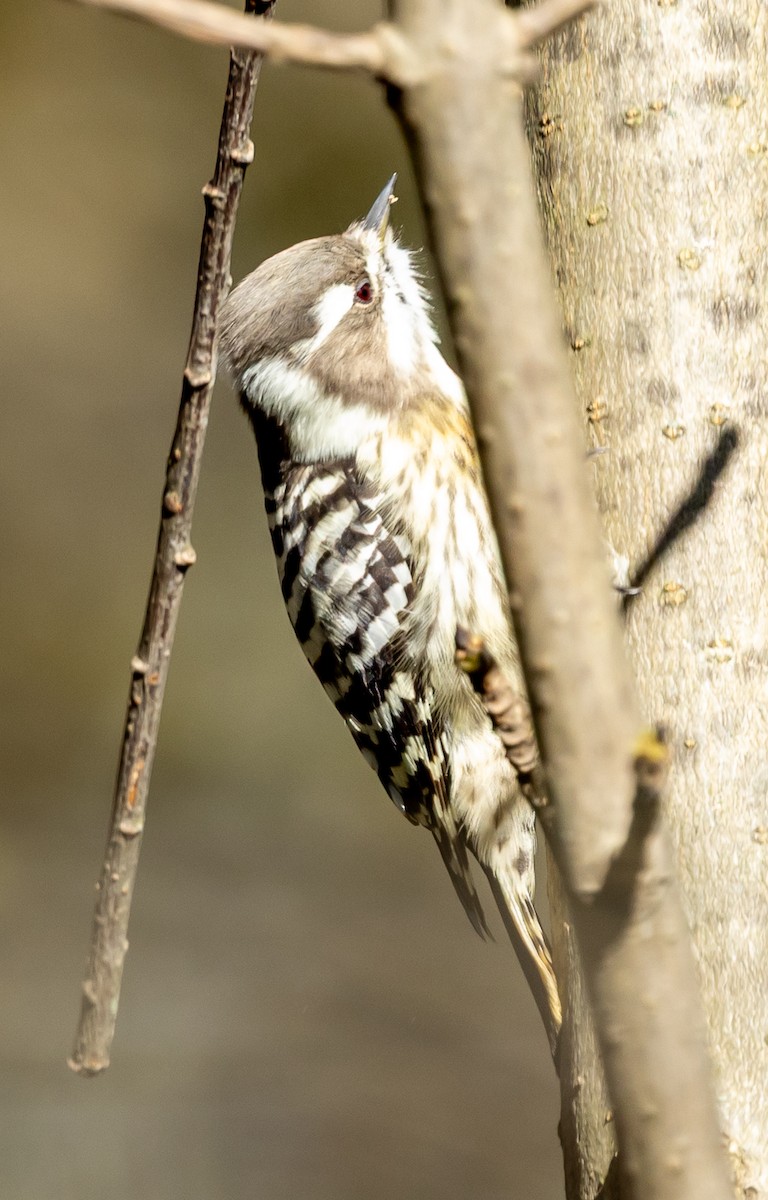 Japanese Pygmy Woodpecker - ML644060882