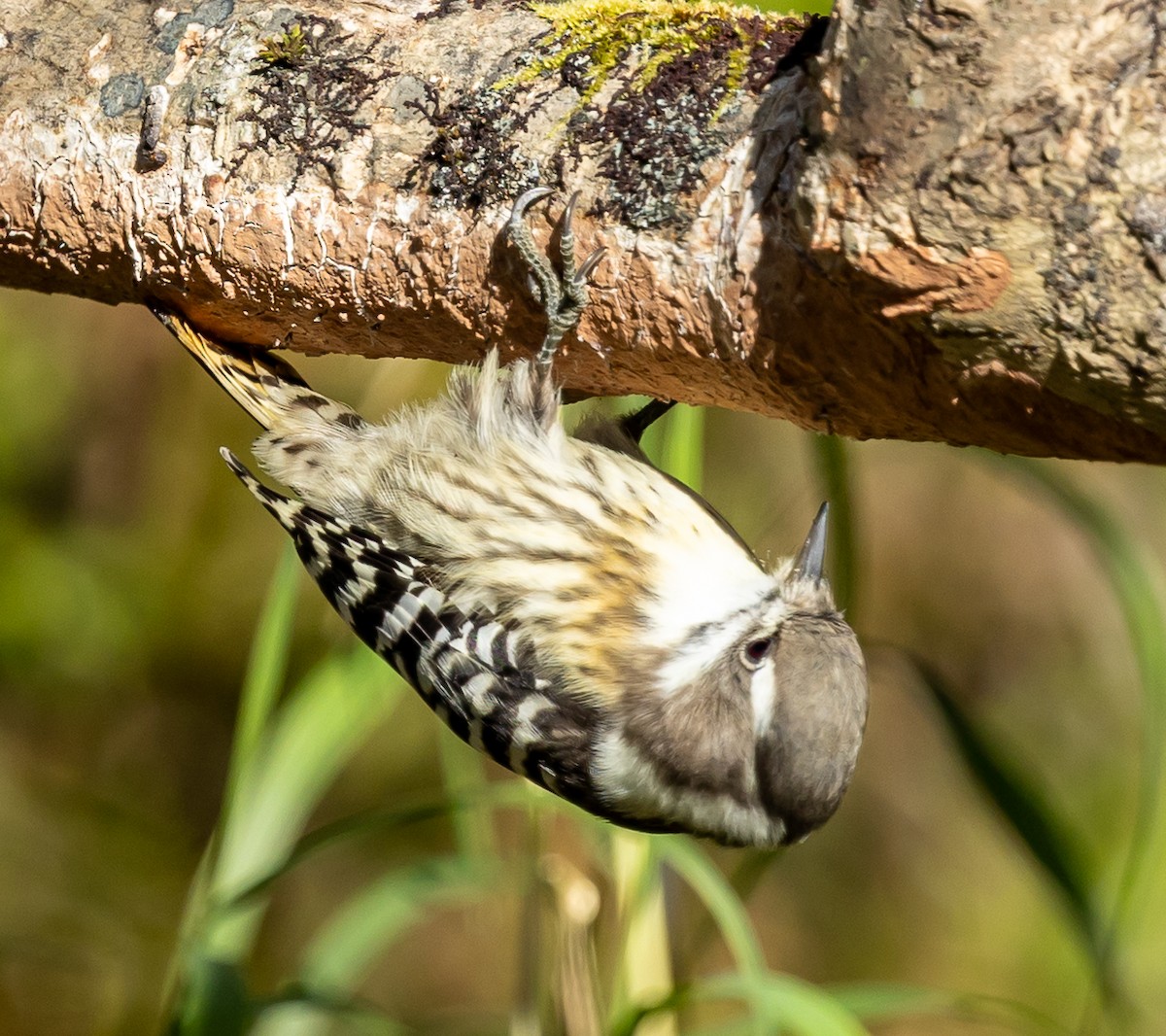 Japanese Pygmy Woodpecker - ML644060883