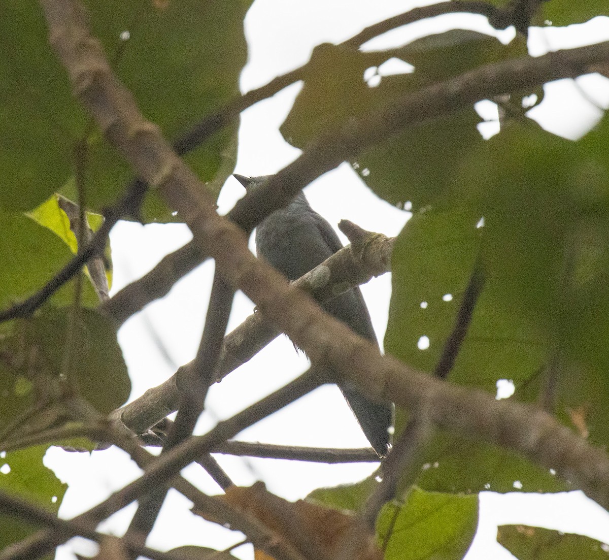 Gray Cuckooshrike - ML644060889