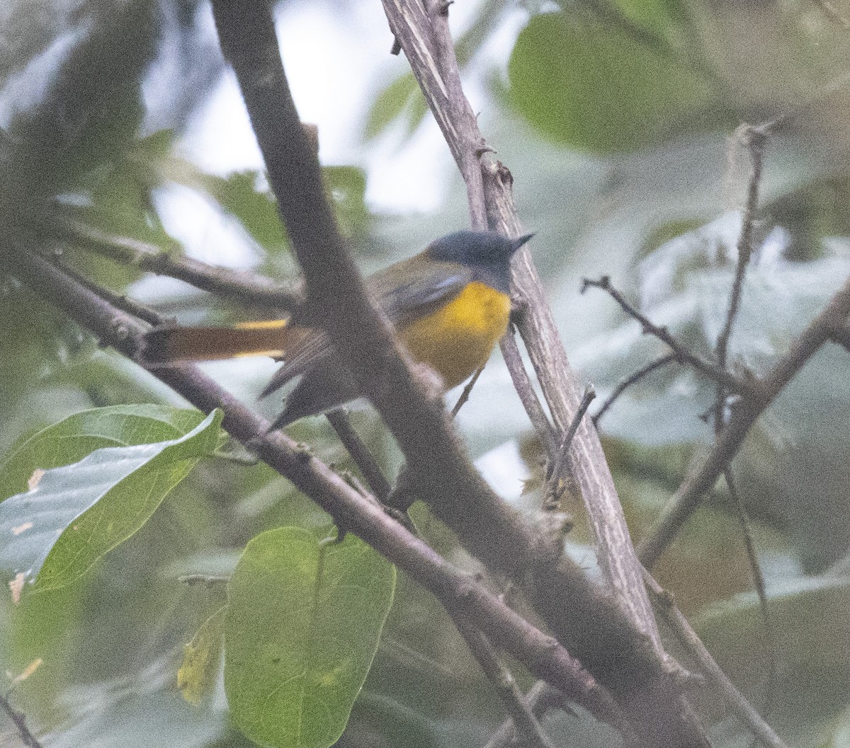 White-starred Robin - ML644060892