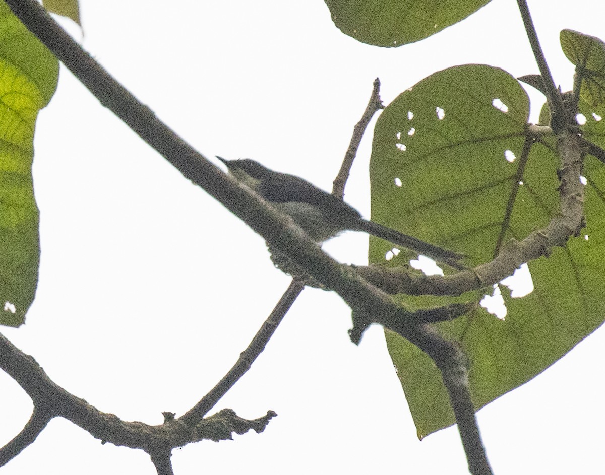 Black-headed Apalis - ML644060895