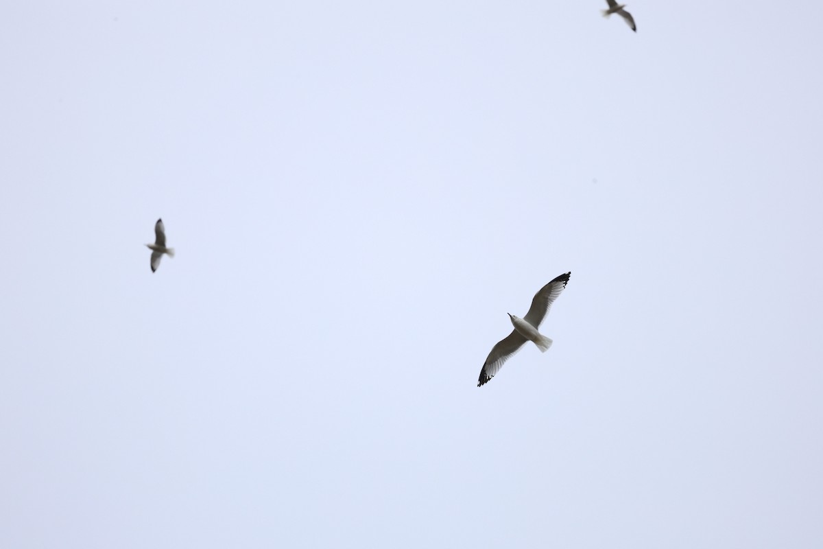 Ring-billed Gull - ML644060935