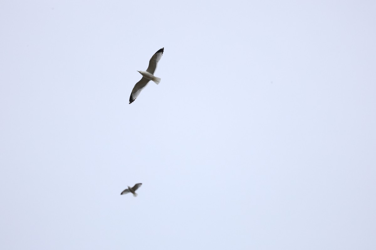 Ring-billed Gull - ML644060936