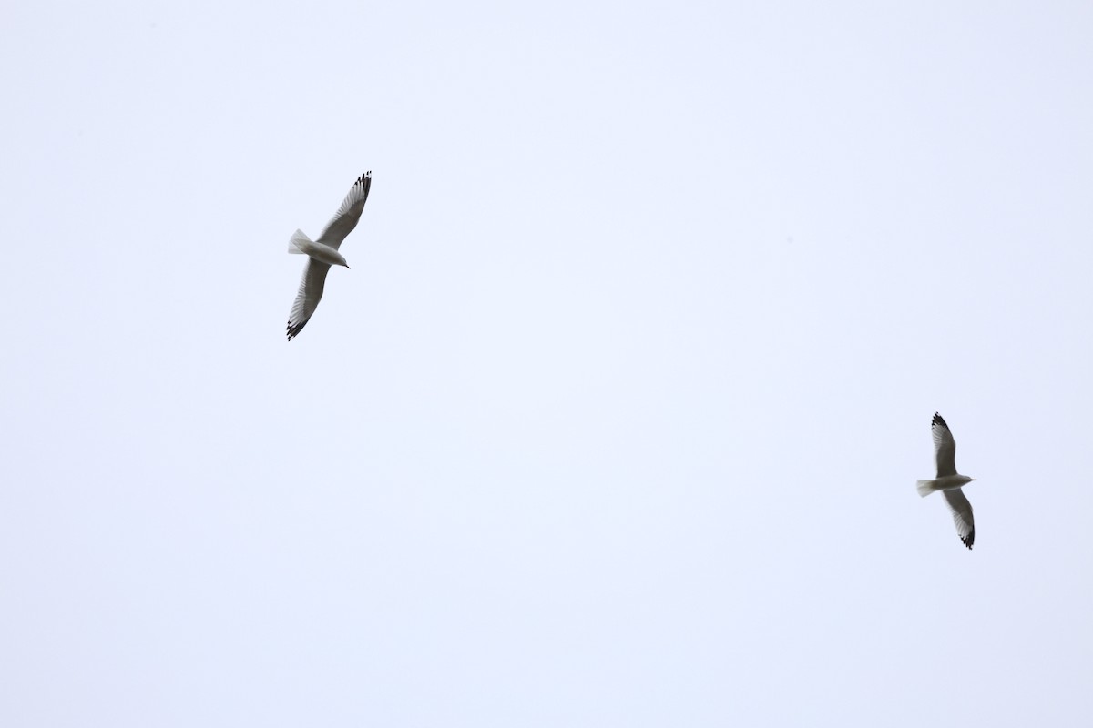 Ring-billed Gull - ML644060937