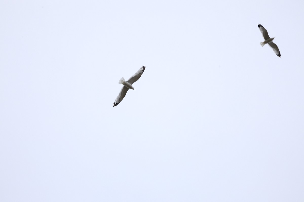 Ring-billed Gull - ML644060938