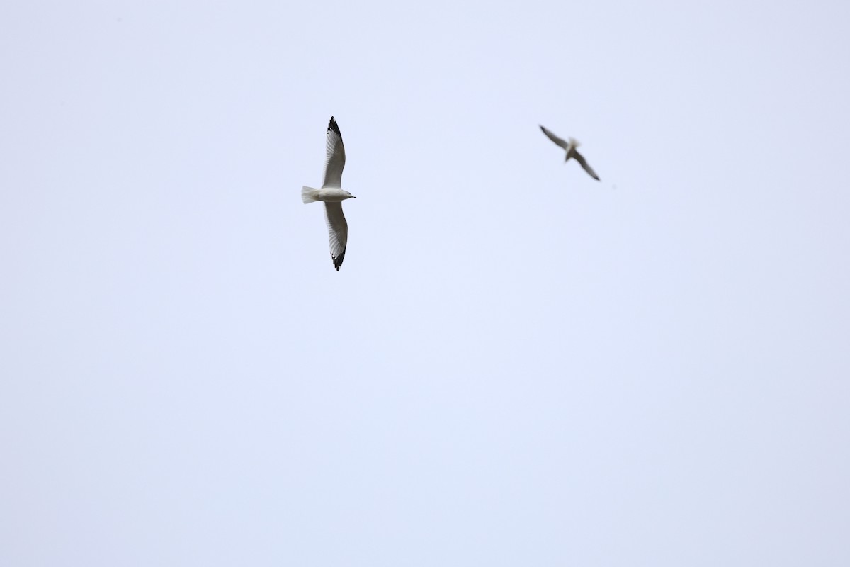 Ring-billed Gull - ML644060939