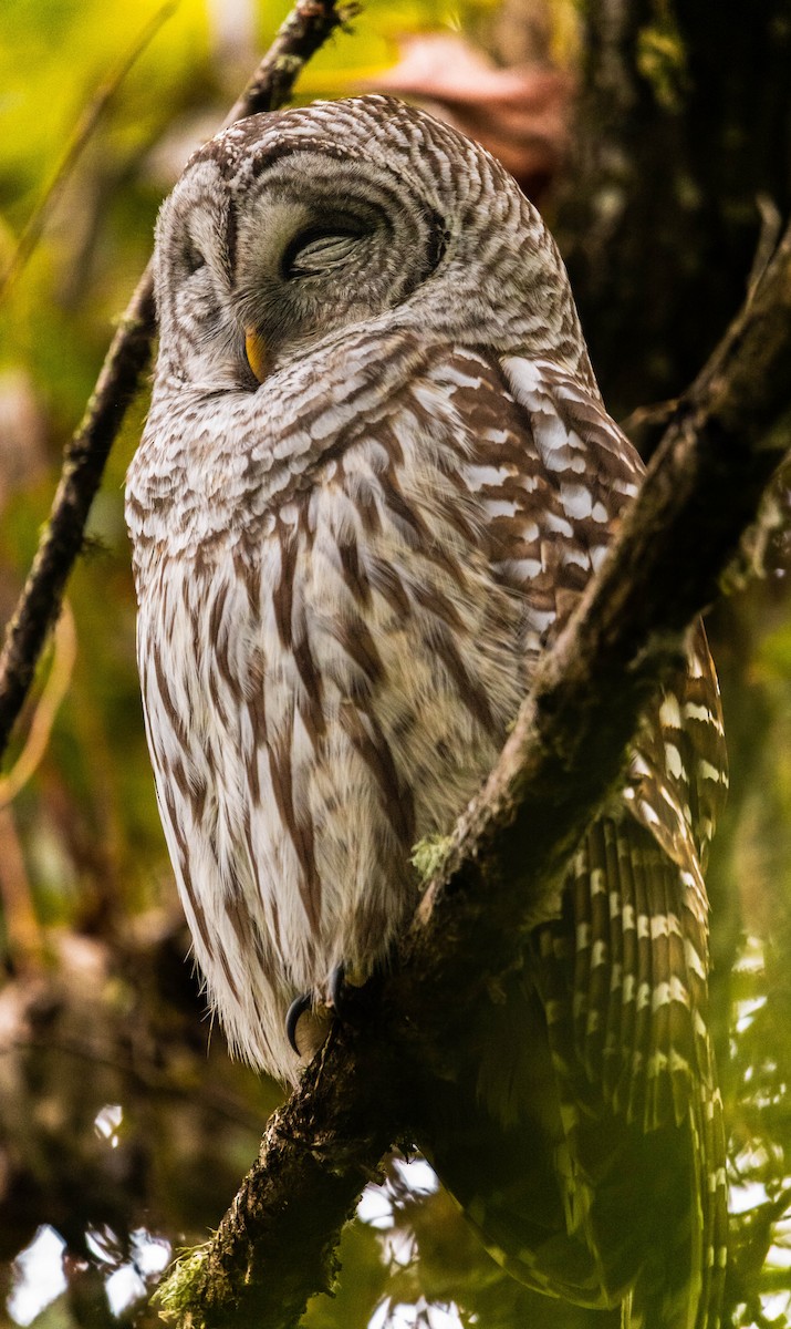 Barred Owl - ML644060968