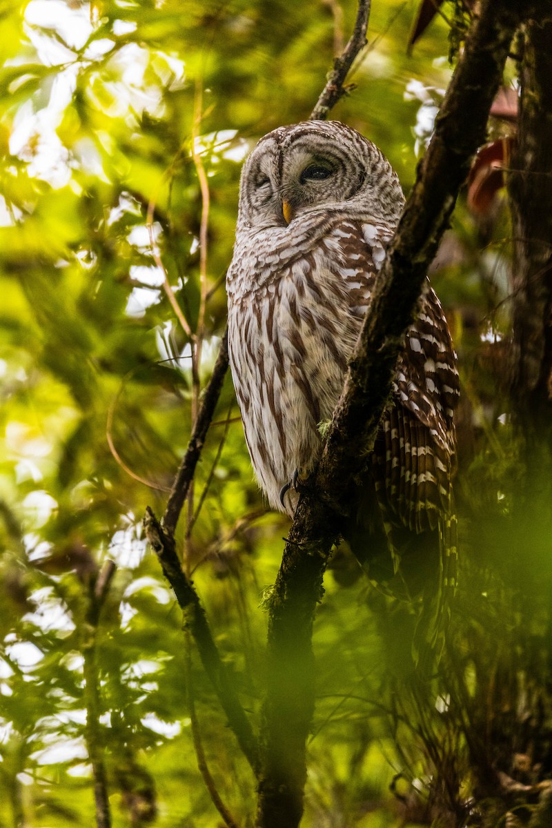Barred Owl - ML644060971