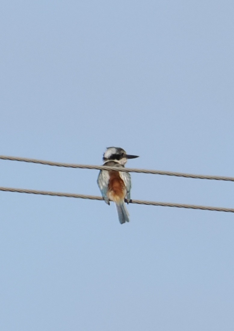 Red-backed Kingfisher - ML644060977