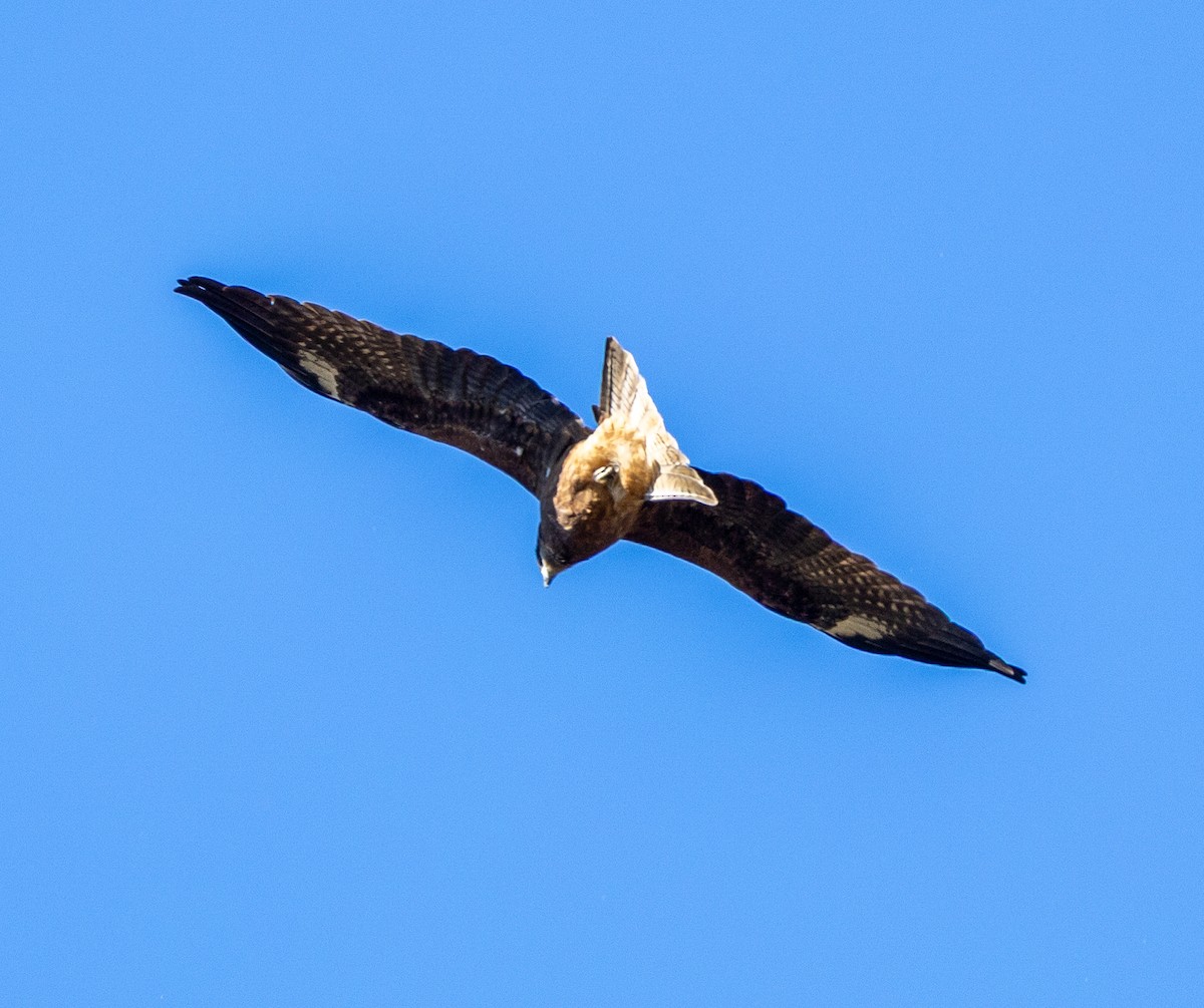 Сохор элээ - ML644060983