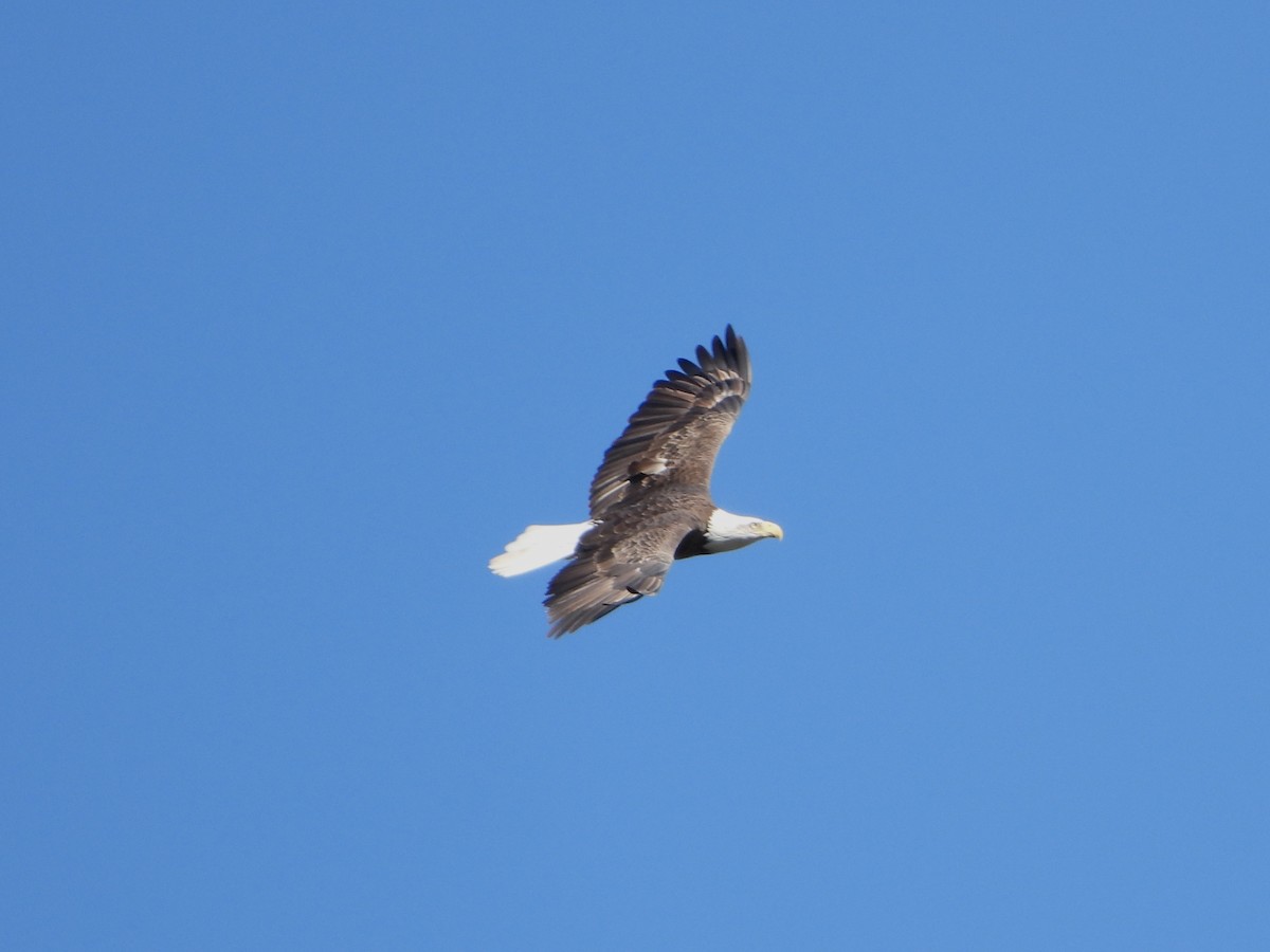 Bald Eagle - ML644060996