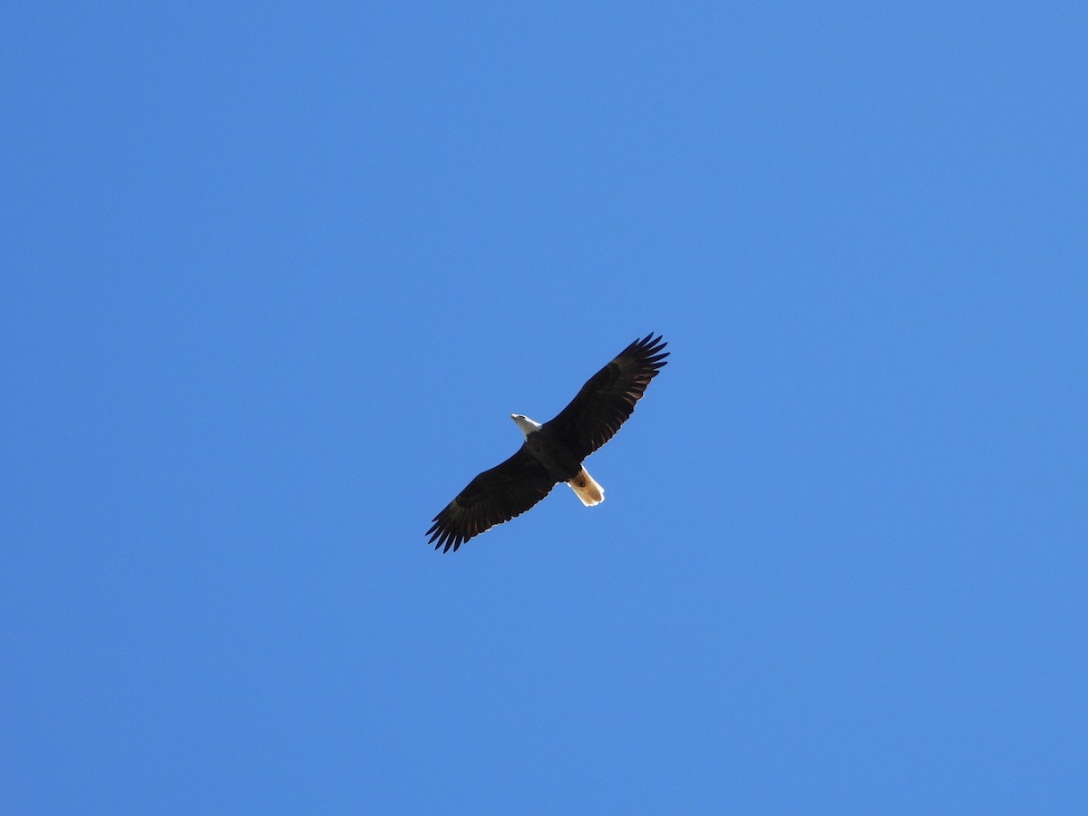 Bald Eagle - ML644060998