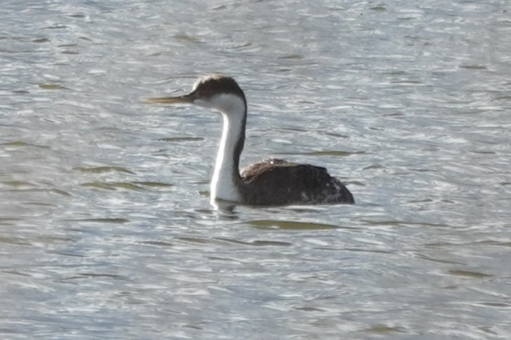 Western Grebe - ML644061012