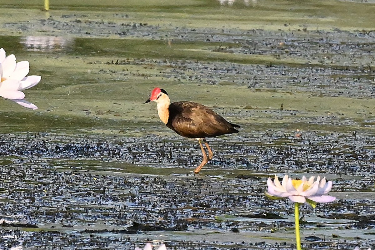 Шлемоносная якана - ML644061031